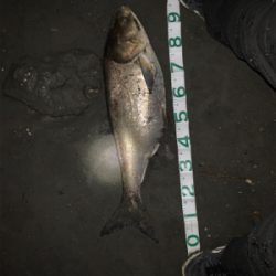 笹目橋　ハクレン