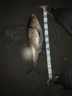 笹目橋　ハクレン