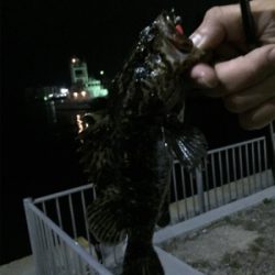 タケノコメバル