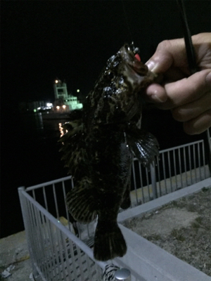 タケノコメバル