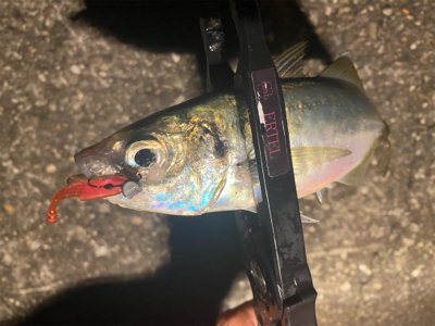 低活性メバリング☺︎