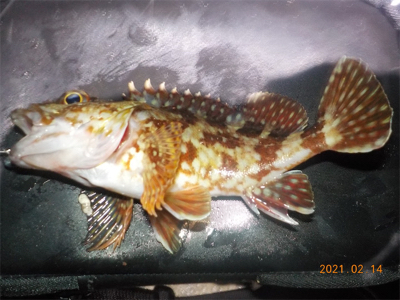 ガシラに癒される