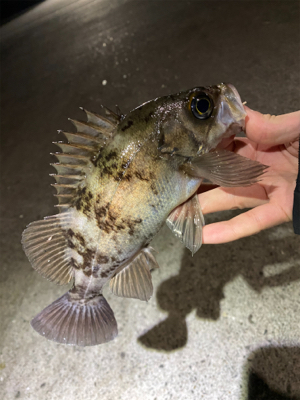 大潮干潮メバリング！