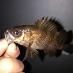 メバル、久しぶり！