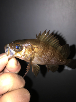 メバル、久しぶり!