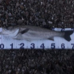 なかなかの良型シーバス