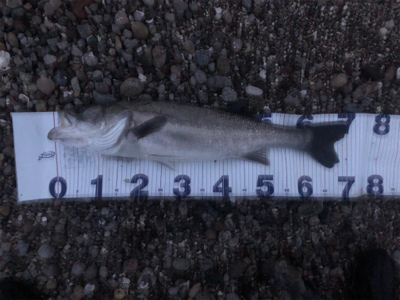 なかなかの良型シーバス