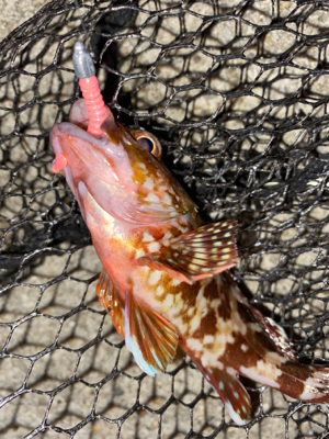 アジングメバリング