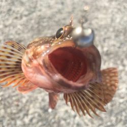 五目釣り達成❗️