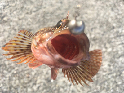 五目釣り達成❗️