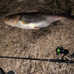 またまたまたハクレン