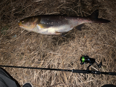 またまたまたハクレン