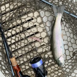 服部緑地でプールトラウト、放流日