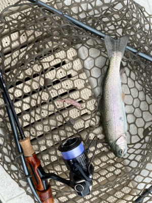 服部緑地でプールトラウト、放流日