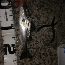 今年和歌山初フィッシュ