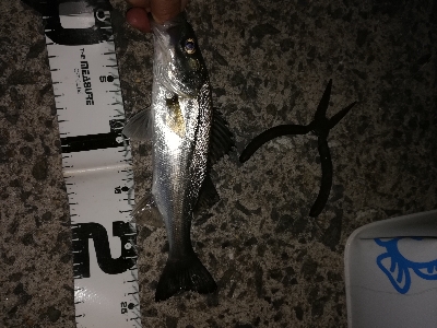 今年和歌山初フィッシュ