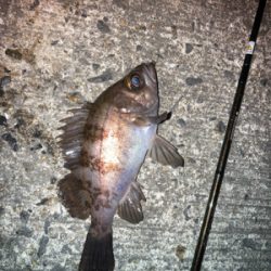 メバルプラッギング