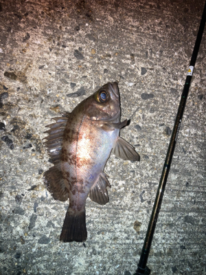 メバルプラッギング