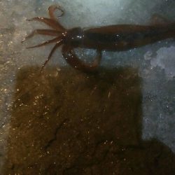 スルメ1杯！槍烏賊2杯！