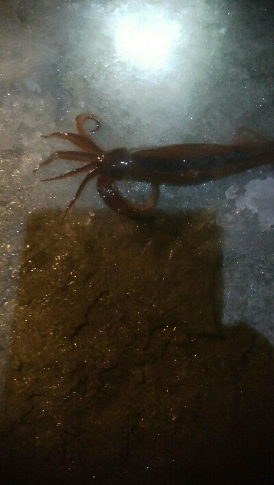 スルメ1杯！槍烏賊2杯！