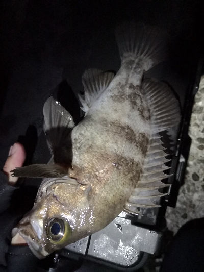 厳冬期でもメバル高活性