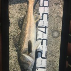 エビ撒き釣り！