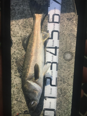 エビ撒き釣り！