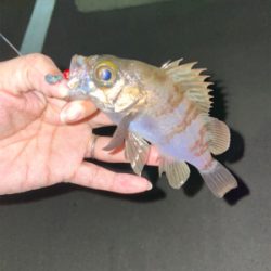 メバリングのはずが…