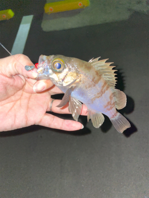 メバリングのはずが…