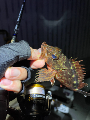 ガシラマンション探し