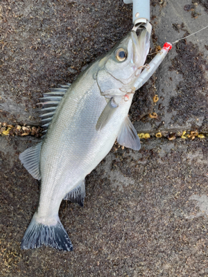 爆風サラシのヒラスズキ
