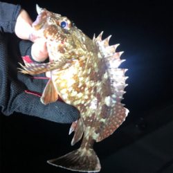 ジグヘッドゲーム