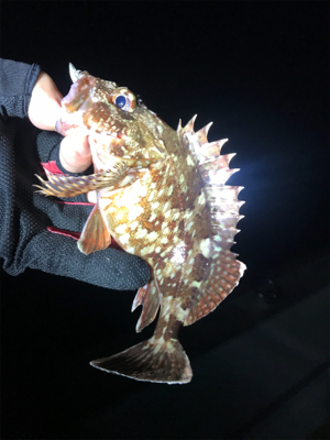 ジグヘッドゲーム