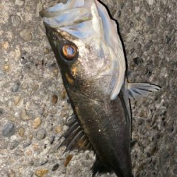 良いサイズドカン！