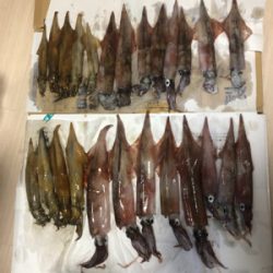 大満足！ヤリイカ釣行