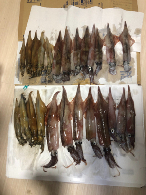 大満足！ヤリイカ釣行