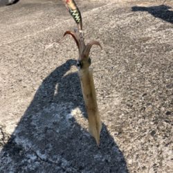 冬エギング、ヤリイカに挑戦