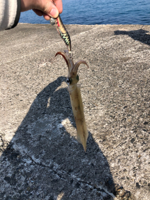 冬エギング、ヤリイカに挑戦