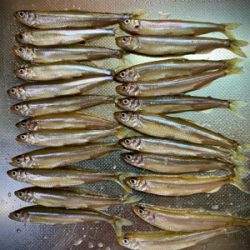 ワカサギ岸釣り