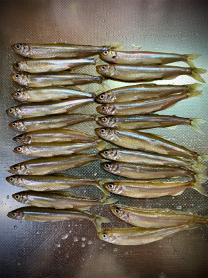 ワカサギ岸釣り