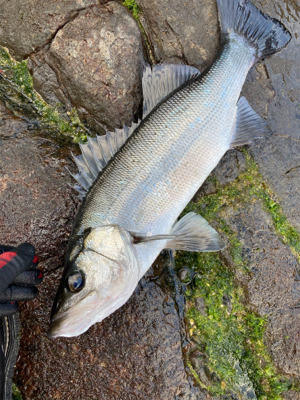 荒磯の王者ヒラスズキ