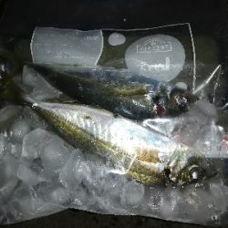 かんつり後のアジング