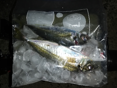 かんつり後のアジング