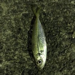 ナイトアジング