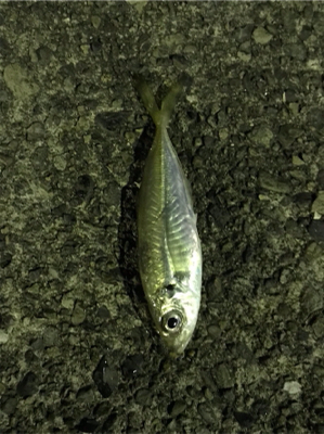 ナイトアジング