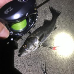 シーバス釣行