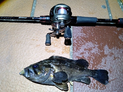 爆風の中なんとか１匹