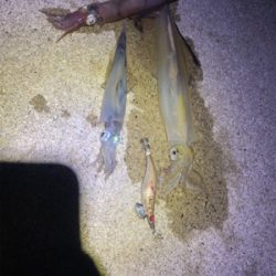 ヤリイカエギング