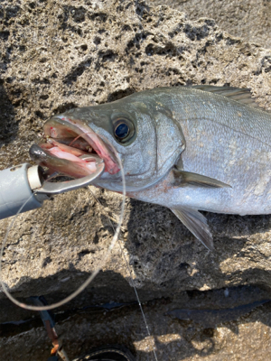 ヒラスズキとベラ！！