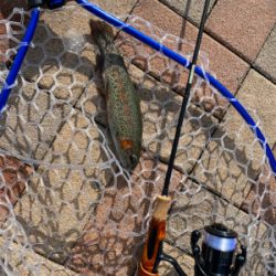 服部緑地　そろそろ数釣りには水温限界かも